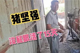 老爸发现个小猪出生15天没屁眼，决定给它动手术，并且手术很成功