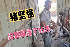 老爸发现个小猪出生15天没屁眼，决定给它动手术，并且手术很成功