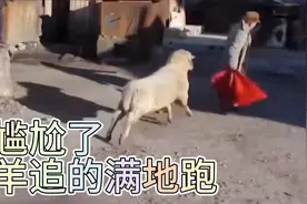 盘点那些被羊追着满的跑的尴尬场面画面实在太好笑了视频封面