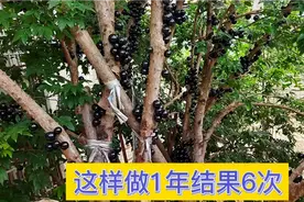 为什么你的树葡萄种了8年竟然不结果？原来就是这4点没有做好！