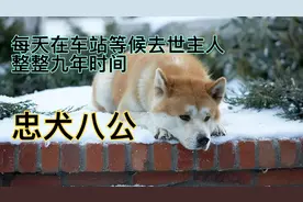 柴犬“八公”在车站等候已经去世主人整整9年时间#忠犬八公视频封面