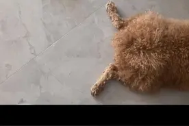吃饭都懒得动视频封面