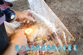 给小公鸡苗做阉鸡手术，直播全过程，拒绝喂药。视频封面