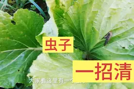 白菜上有虫子，不喷打农药不花钱，清理虫子好方法视频封面