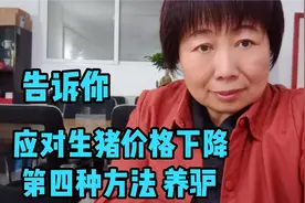 详细介绍养驴的成本及收益视频封面