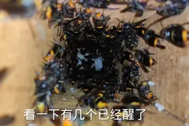 知道马蜂是怎么度过寒冷的冬天的吗？竟然可以不吃不喝存活几个月视频封面
