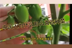 中国人为什么那么喜欢种菜😁#阳台种菜#种菜#视频封面