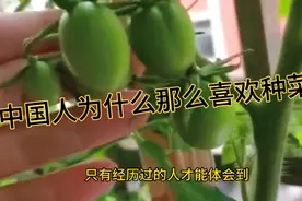 中国人为什么那么喜欢种菜😁#阳台种菜#种菜#视频封面