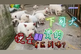 你错了 “下司犬”价格贵猎性不一定会好，便宜不一定不好，视频封面