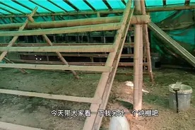 散养土鸡，这样搭棚，经济又实惠，而且还鸡粪分离，鸡不容易生病视频封面