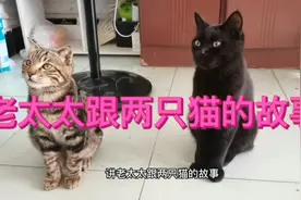 老太太跟两只猫的故事视频封面