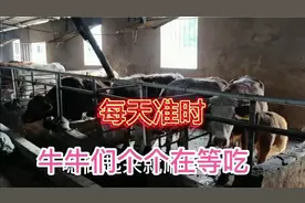 牛每天应该规定时间饲喂，看看阿姣家是规定什么时候喂牛的？
