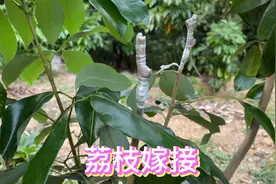 荔枝嫁接最佳时间，小伙是新手也大胆操作，这枝术打几分视频封面
