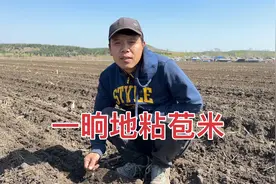 东北农村犁地播种靠机器，一晌地粘苞米3个小时种完，老爸省心了视频封面