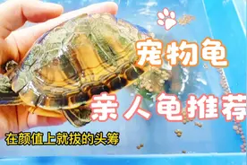 好龟推荐，亲人的小龟首选黄耳龟，活泼好动，关键是真的很好养