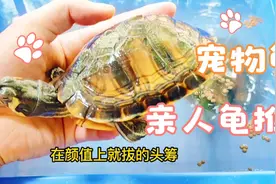 好龟推荐，亲人的小龟首选黄耳龟，活泼好动，关键是真的很好养