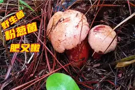 草丛里的粉葱菌太肥啦，两朵挨着长，拔起来就有一股独特葱香味视频封面