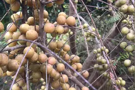 野生牛甘子清甘甜脆微酸口感好吃，现在下单明天早上摘发