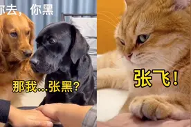 爆笑动物合集（桃园三结义，我张灰！）视频封面