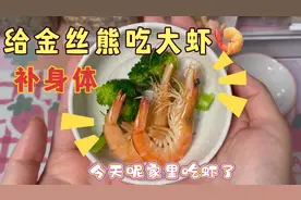 大家520快乐呀！今天给金丝熊仓鼠吃大虾🍤补补身体！视频封面