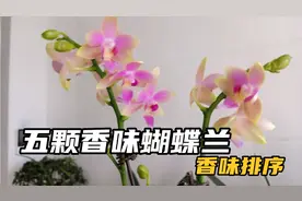 家里五个香味蝴蝶兰的排名顺序，你们最喜欢哪个？视频封面