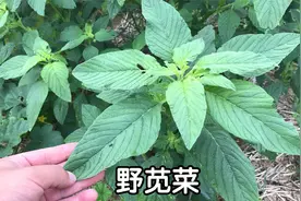 野苋菜又叫“反枝苋”，夏季常见植物，你吃过吗？
