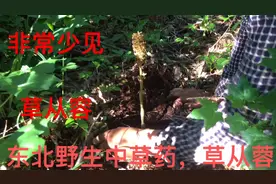 深山里发现了罕见植物，草从蓉，我爸跑山40多年就看见过3回