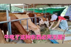家中有一物，牛吃了必死无疑！养牛的朋友一定要注意了！