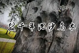 乌木（阴沉木）兼木的古雅石的神韵有东方神木和植物木乃伊之称！视频封面