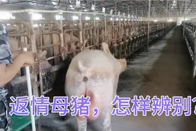 配种后返情的母猪有哪些主要症状？怎样辨别？视频封面