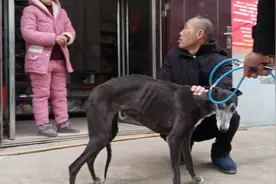 这只狗已病一个多月，肺炎加病毒性肝炎，以清肝利胆加消炎为主