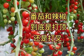 种植番茄和辣椒，要不要打顶和打叉？这几点记住了，要不减产严重视频封面