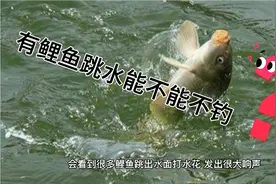 鲤鱼跳出水面能钓上来吗？视频封面