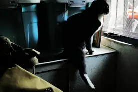 这是一只渴望自由的喵咪，又想放它出去玩了