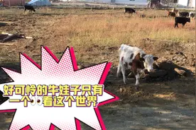 一只失去一只眼睛的小牛娃子视频封面