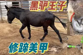 “黑驴王子”修蹄，这头毛驴膘肥体壮，全身乌黑，修完蹄更漂亮了视频封面
