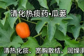 瓜蒌，毫不起眼的瓜，不仅可治肺痈、乳痈、还可治肠痈。视频封面