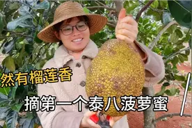 种了两年多的泰八菠萝蜜，结了第一个果，味道挺香口感挺脆视频封面