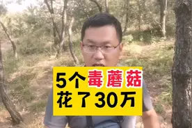 吃了5个毒蘑菇，花了30万——学名：裂皮鹅膏菌，中国最毒蘑菇视频封面