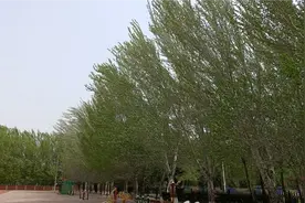 实拍沈阳今天大风 狂风怒号视频封面