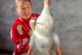养了一年的大鹅，终于可以拔鹅绒做羽绒服了，人工取鹅绒效率低视频封面