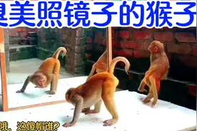 猴子第一次看见自己，颜值给自己吓直了，直呼是个什么玩意？视频封面