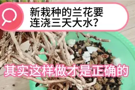 新栽种的兰花要连浇三天大水？其实这样做才是正确的！视频封面