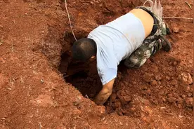 大叔去山上采蘑菇，意外发现乌灵参，听说1万元一斤，这是真的吗