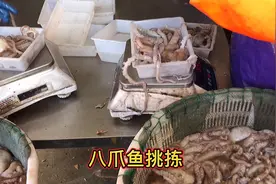 今天的八爪鱼又丰收了 上岸后直接挑拣 称重后冷冻视频封面