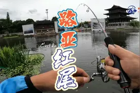 路亚是什么？路亚就是扔出去摇啊摇，然后摇回来中鱼，这就是路亚视频封面