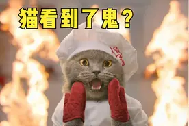 奇闻趣事，家里的猫咪24小时不睡，东跑西窜，竟看到不干净的东西