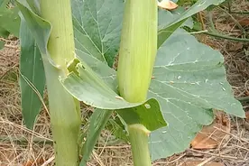 玉米长到一米左右，从根部留二片叶子斜向剪除，增产百分之二十。视频封面