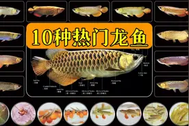 10种热门龙鱼品种视频封面