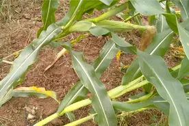 暴雨过后玉米倒伏怎么办？扶还是不扶？方法用对产量翻倍视频封面